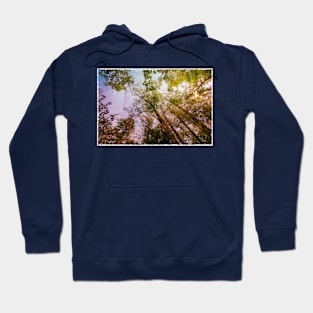 circle of treetops on spring sky Hoodie